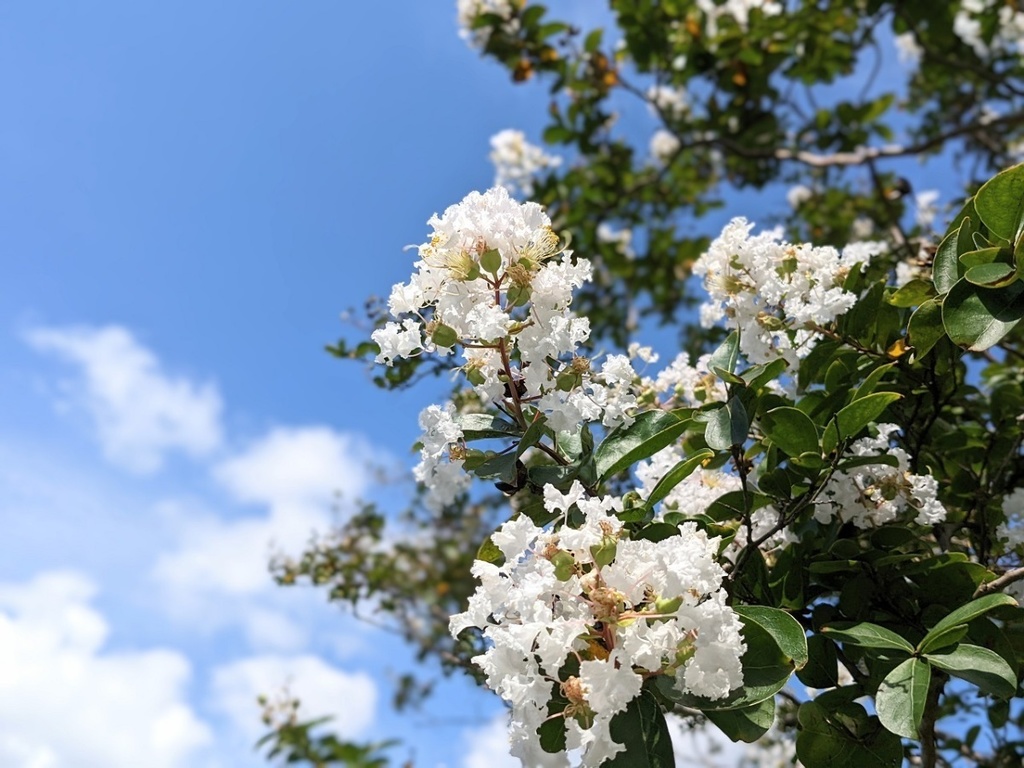 写真素材『空と白いサルスベリ』フルHD・4K対応