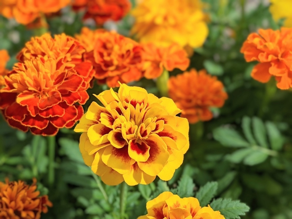 写真素材 マリーゴールド1 フルhd 4k対応 優しい音楽 花の写真素材ショップ Koharuoto S Shop Booth