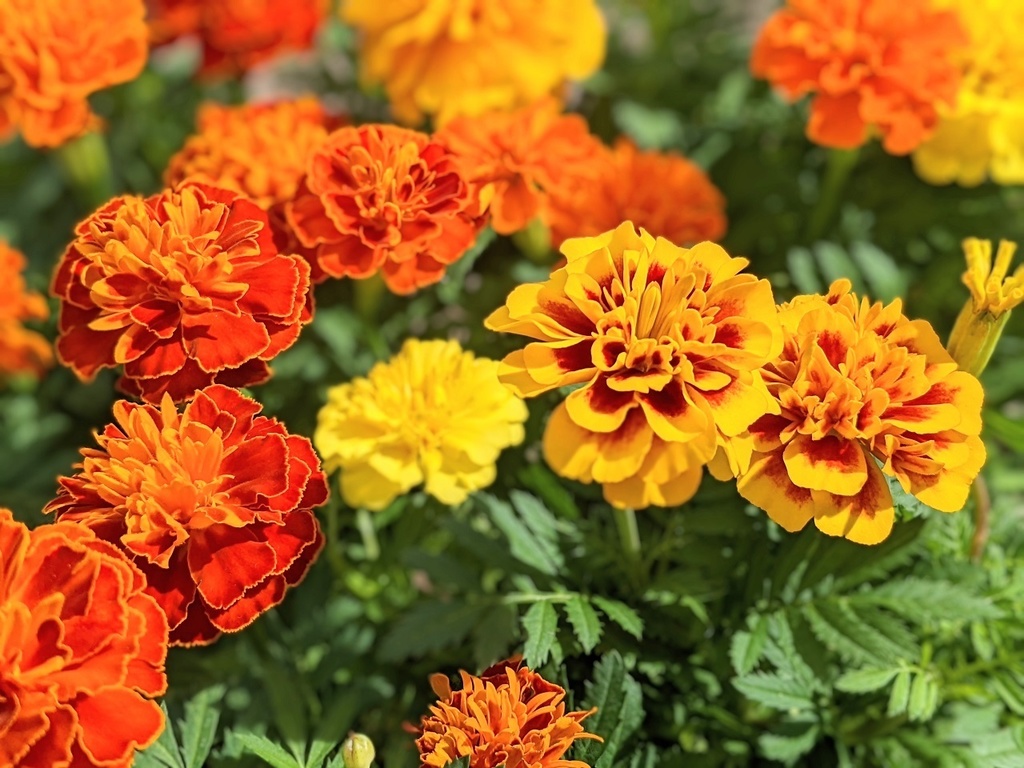 写真素材『マリーゴールド2』フルHD・4K対応