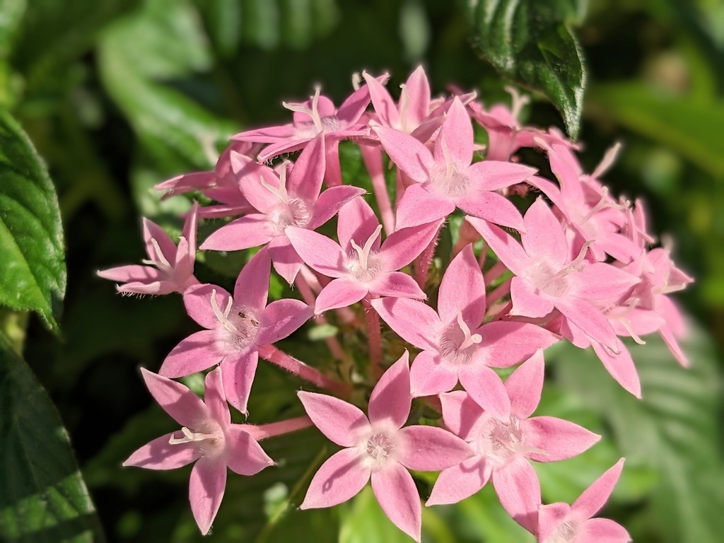 写真素材『ピンクのペンタス』