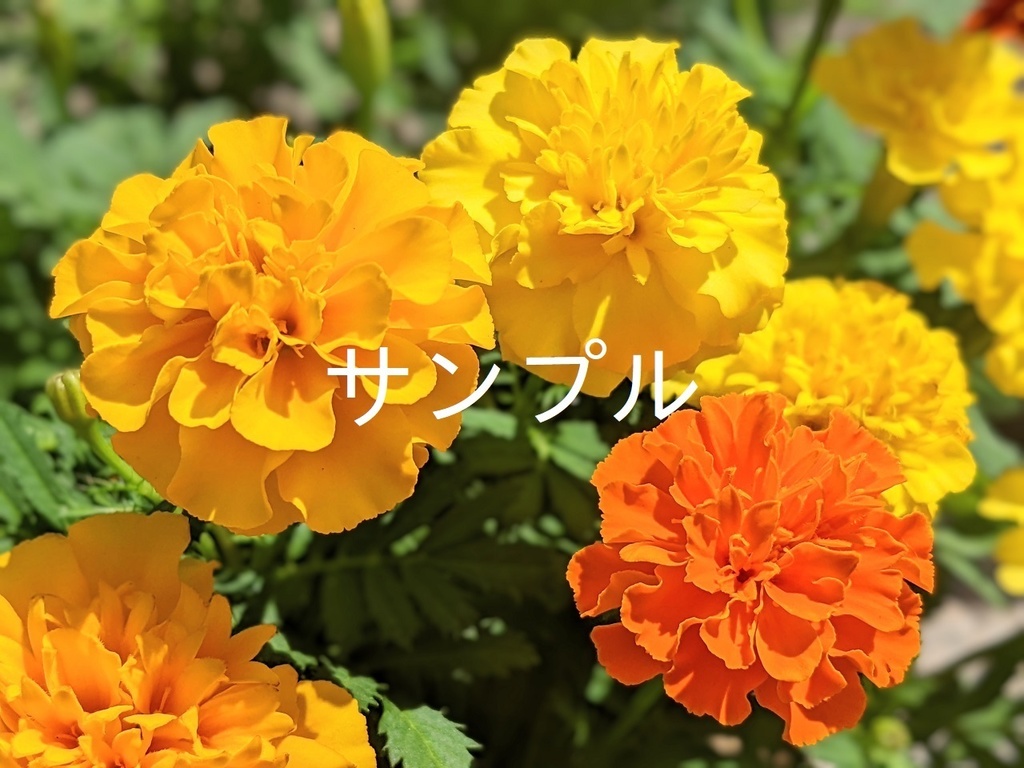 写真素材 マリーゴールド3 優しい音楽 花の写真素材ショップ Koharuoto S Shop Booth