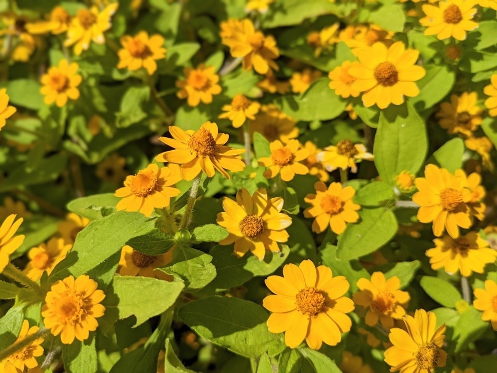 写真素材『メランポジウム2』