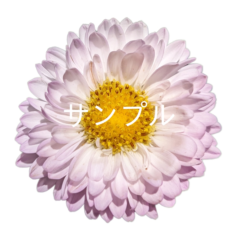 写真素材『薄紫のアスター(切り抜き)』