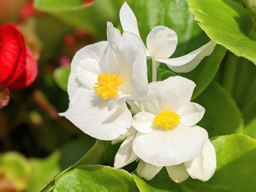 写真素材『白いベゴニア』フルHD・4K対応