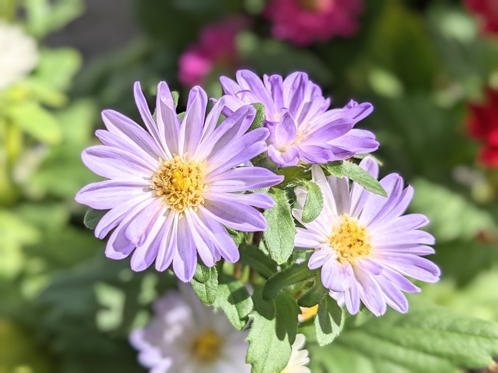 写真素材『紫のアスター』フルHD・4K対応