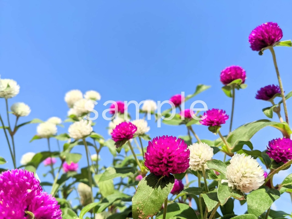 写真素材『空とセンニチコウ』