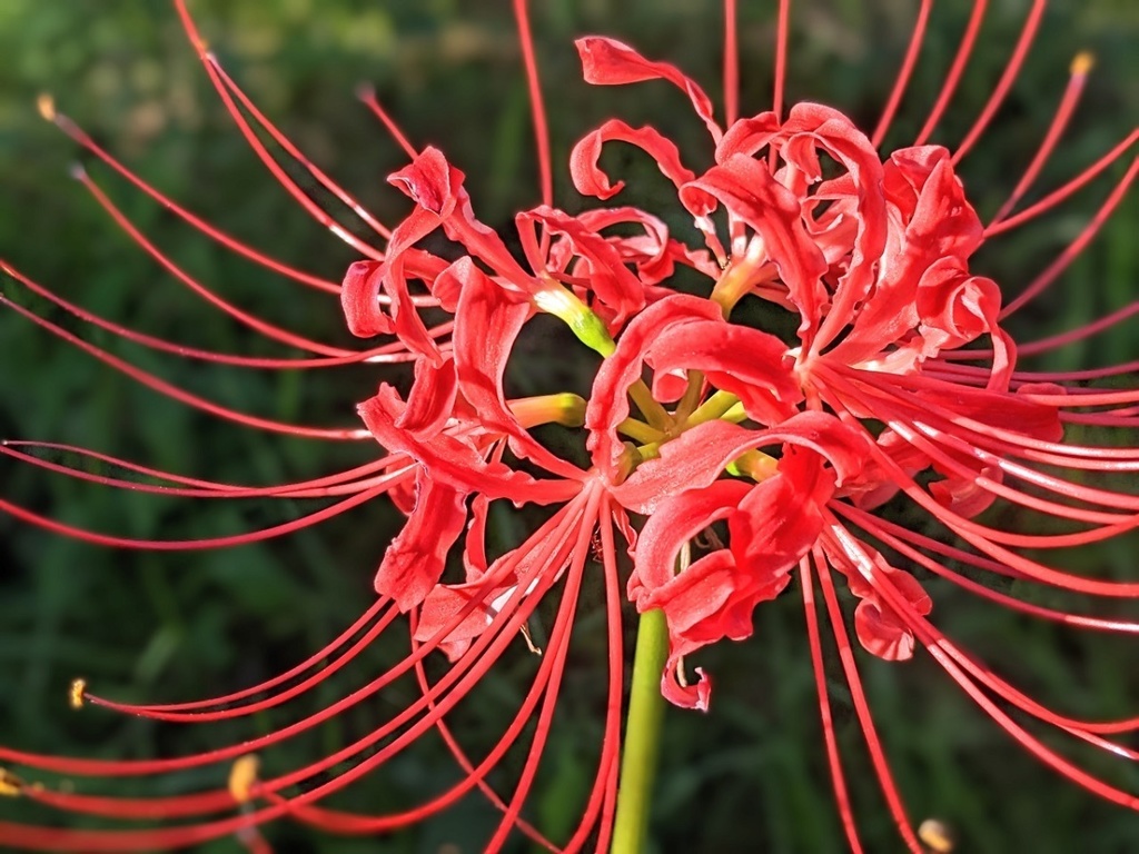 写真素材『ヒガンバナ』フルHD・4K対応