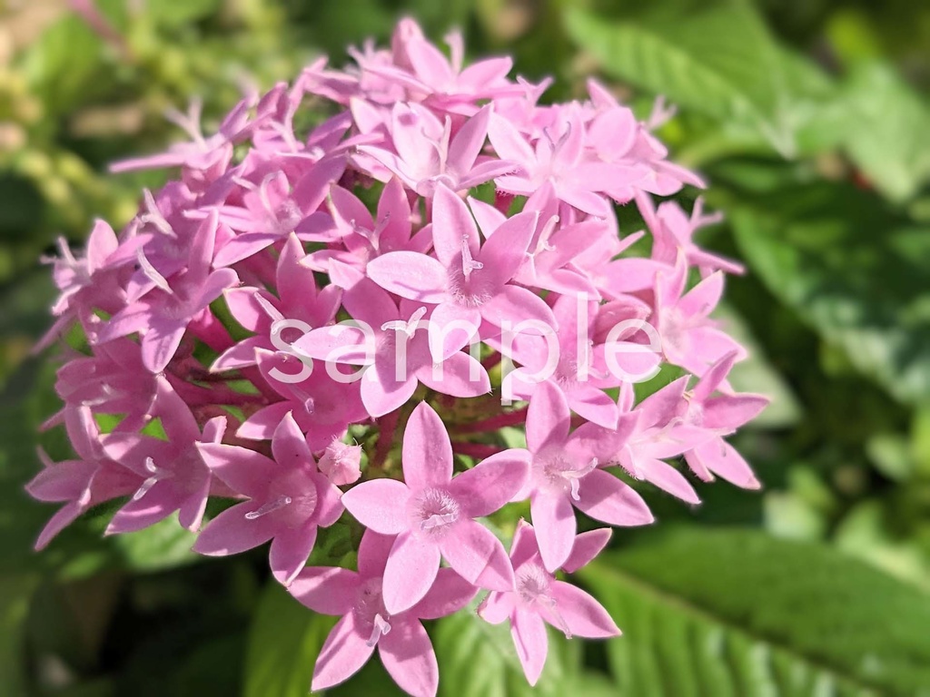 写真素材『薄紫のペンタス』