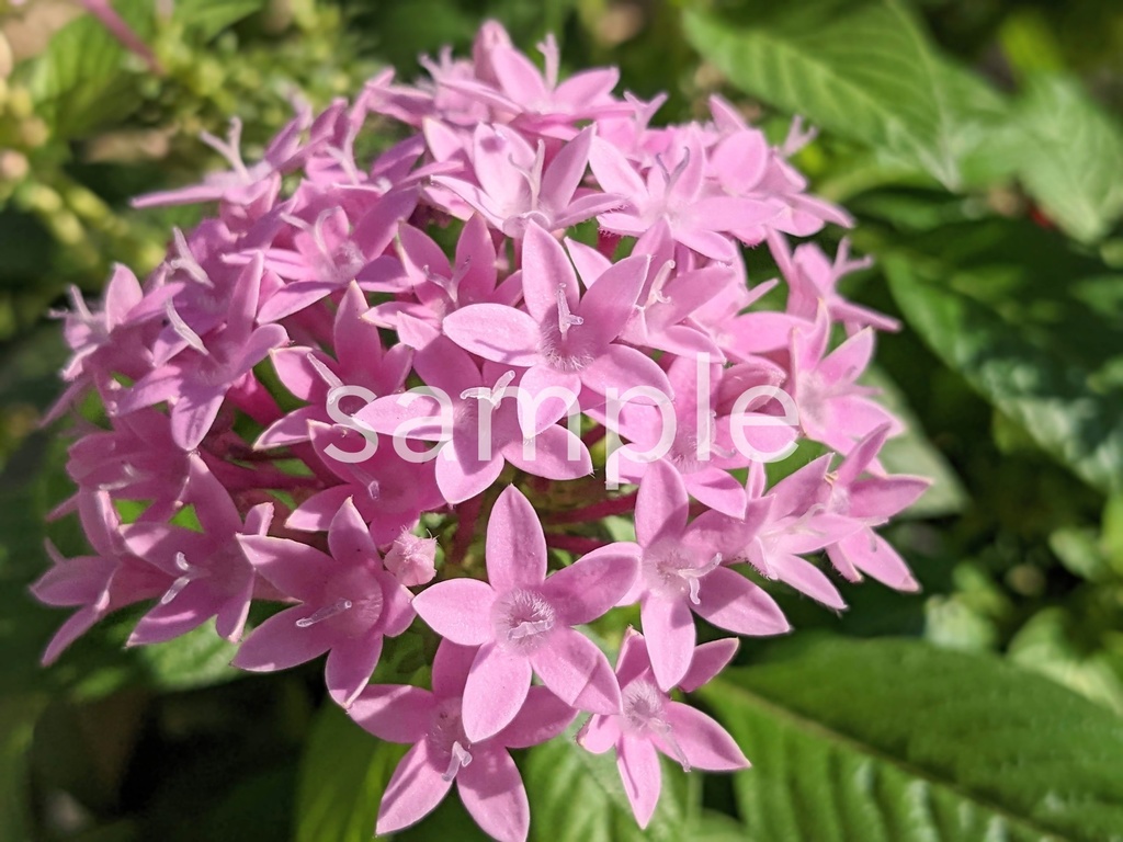 写真素材『薄紫のペンタス』