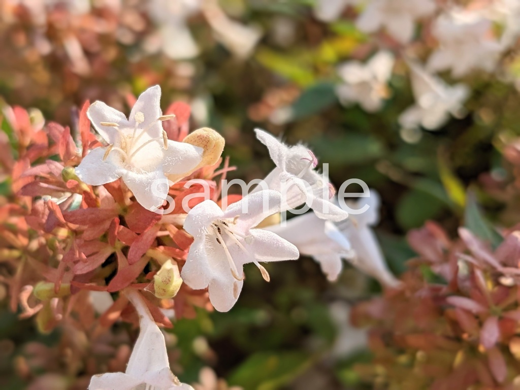 写真素材『アベリア3』