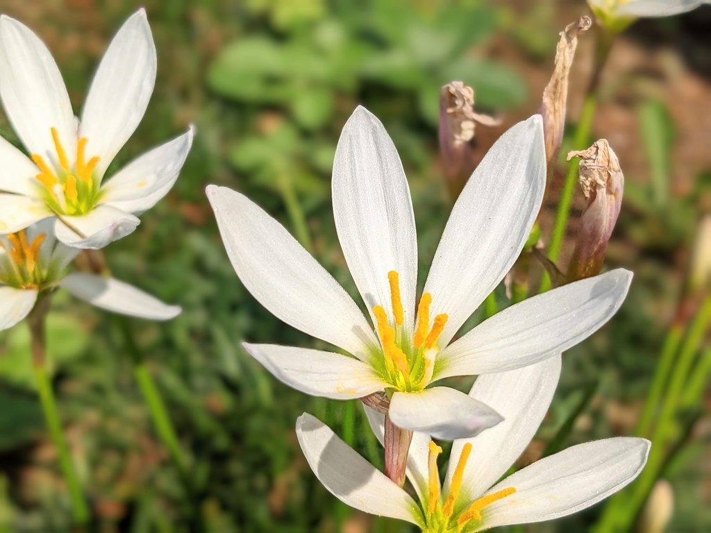 写真素材『タマスダレ』フルHD・4K対応