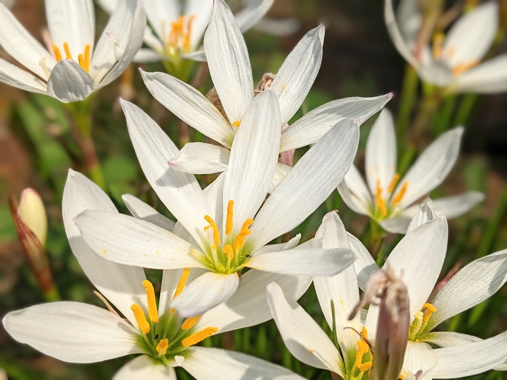 写真素材『タマスダレ2』フルHD・4K対応