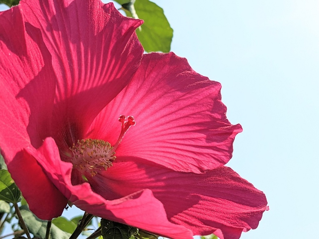 写真素材『空と濃いピンクのアメリカフヨウ2』フルHD・4K対応