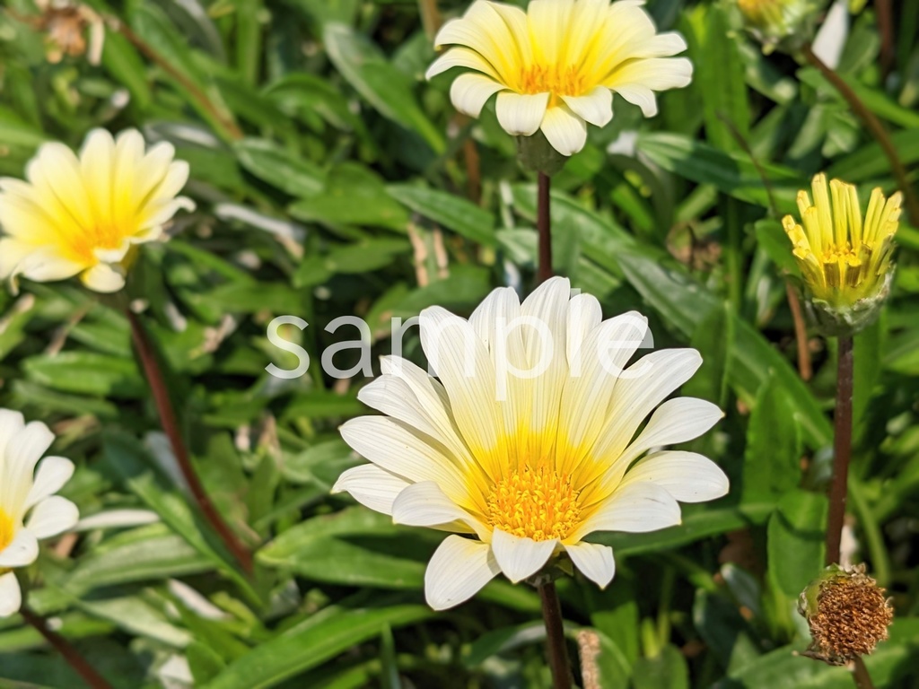 写真素材『白いガザニア』