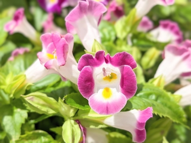 写真素材『ピンクのトレニア』フルHD・4K対応