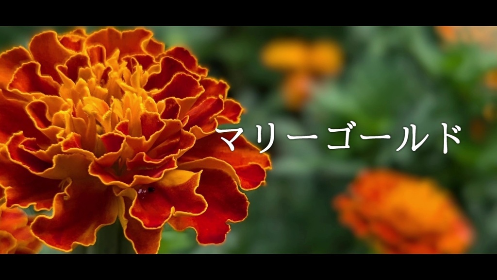 音楽素材『マリーゴールド』歌もの曲