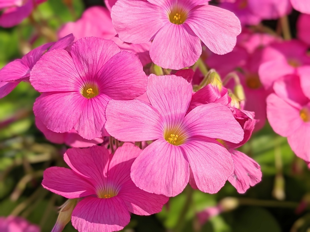 写真素材『ハナカタバミ』フルHD・4K対応