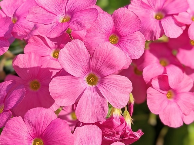 写真素材『ハナカタバミ2』フルHD・4K対応