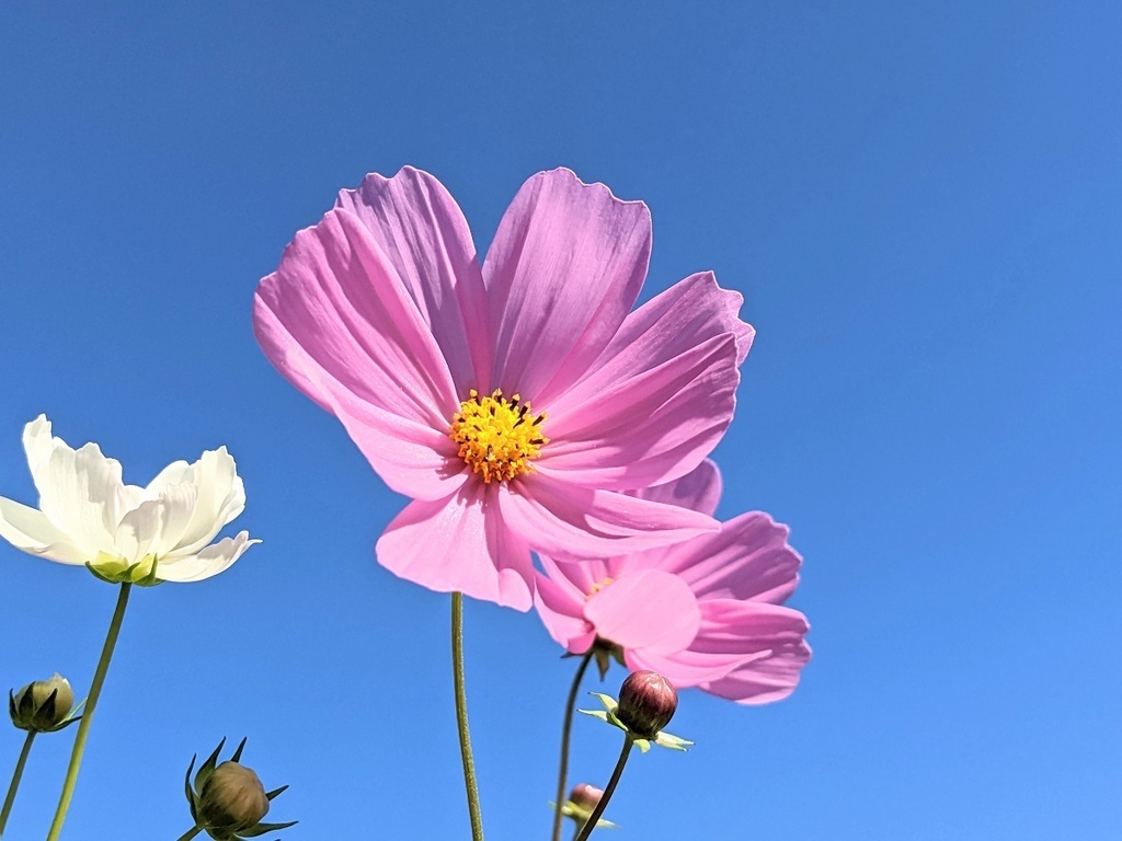 写真素材『空とピンクなどのコスモス2』フルHD・4K対応