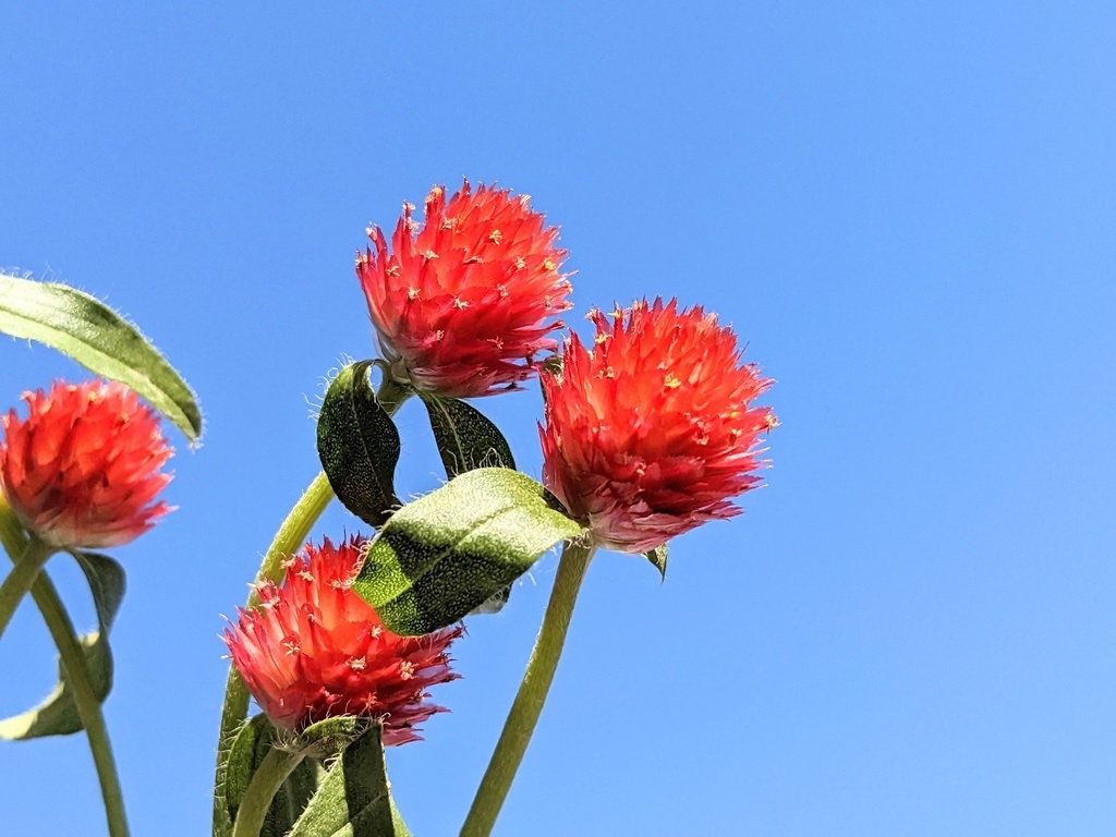 写真素材『空と赤いセンニチコウ』フルHD・4K対応