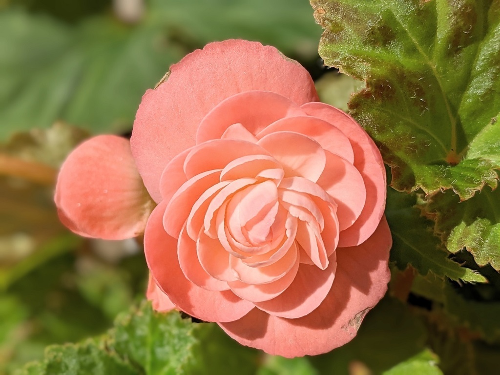 写真素材『ピンクの球根ベゴニア』フルHD・4K対応