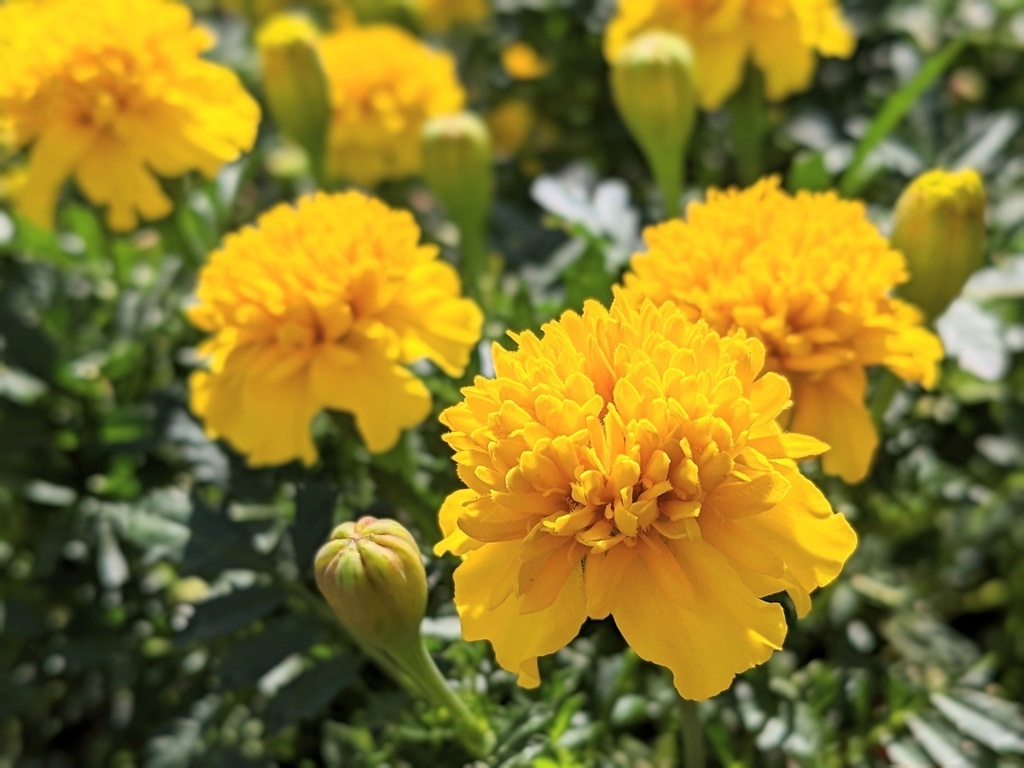 写真素材『黄色いマリーゴールド』フルHD・4K対応