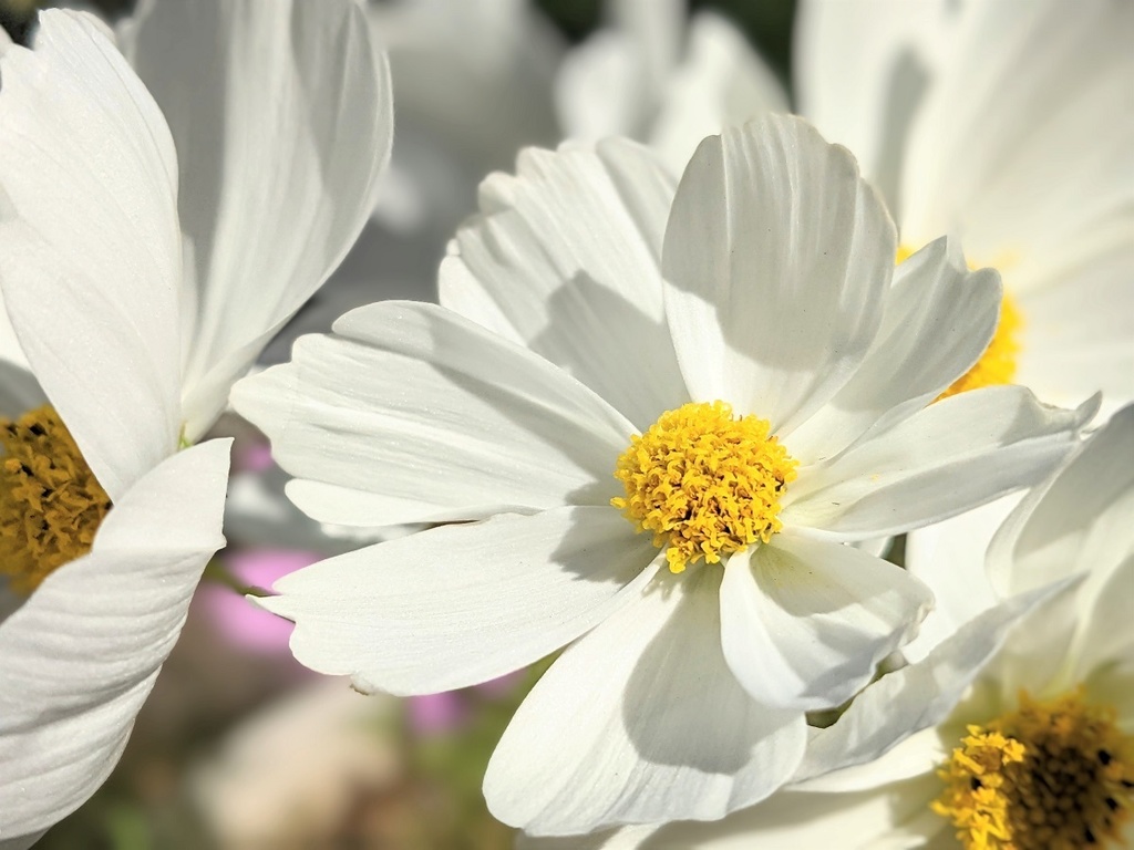 写真素材『白いコスモス』フルHD・4K対応