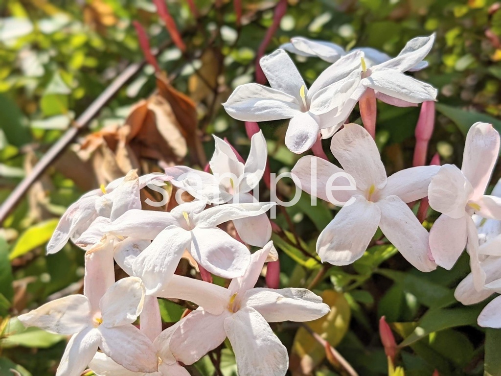 写真素材『ハゴロモジャスミン』