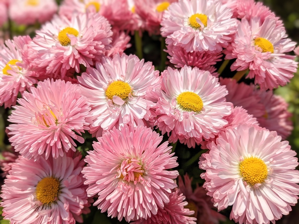 写真素材『ピンクのデイジー』フルHD対応