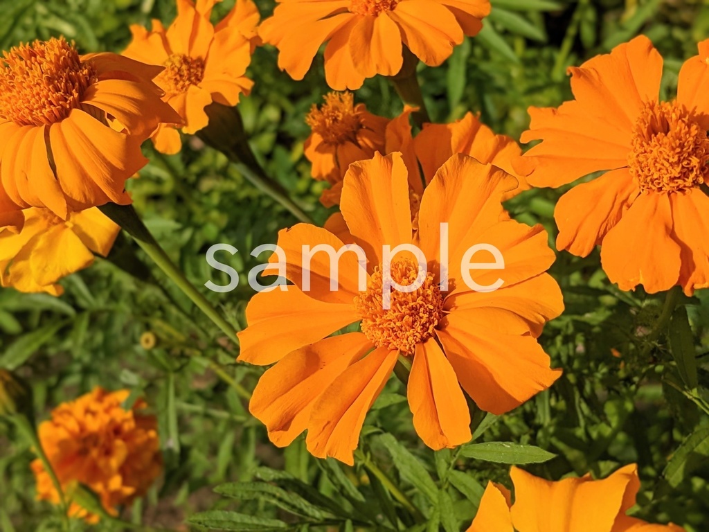 写真素材『一重咲きマリーゴールド』