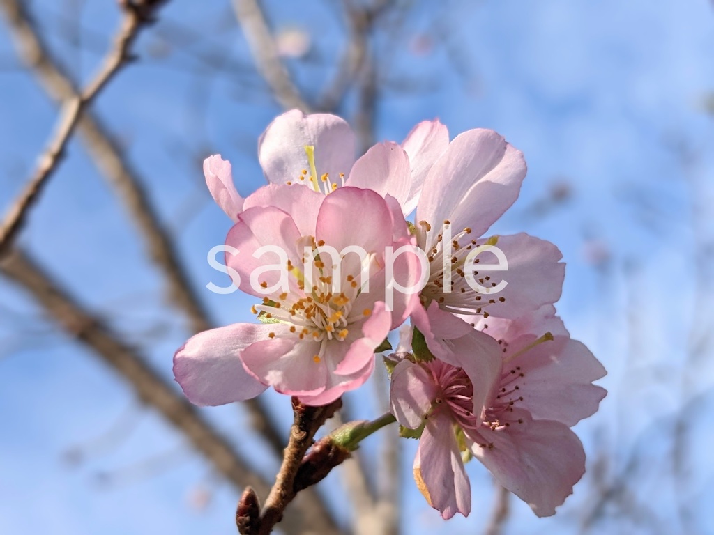 写真素材『秋咲きの桜』