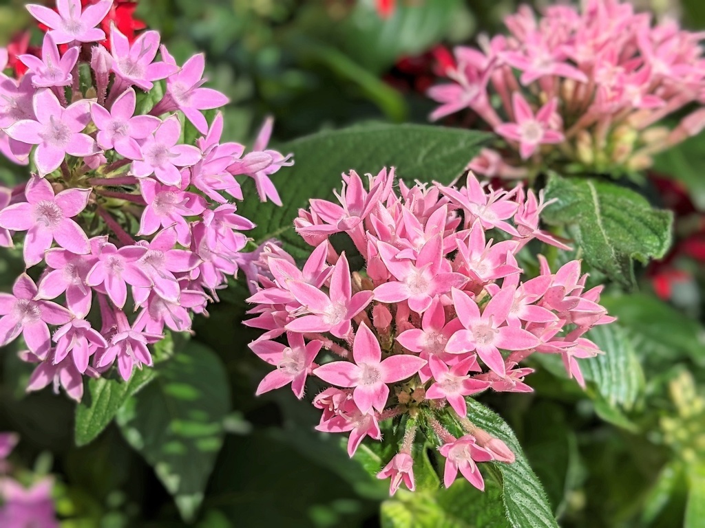 写真素材『ピンクのペンタス2』フルHD・4K対応