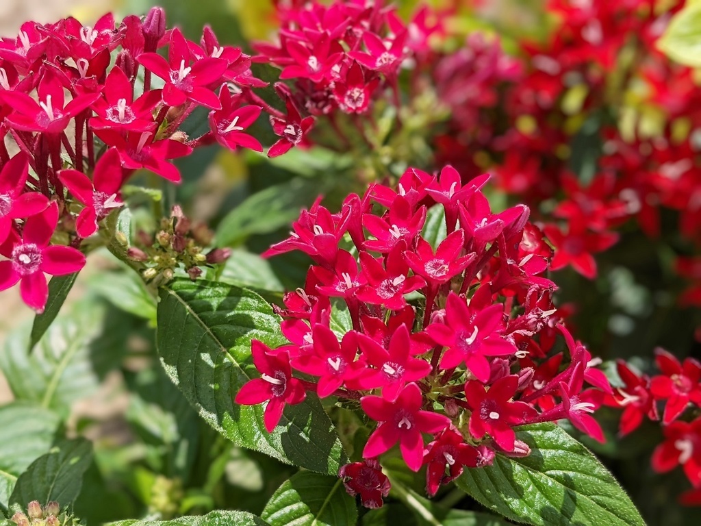 写真素材『濃いピンクのペンタス』フルHD・4K対応