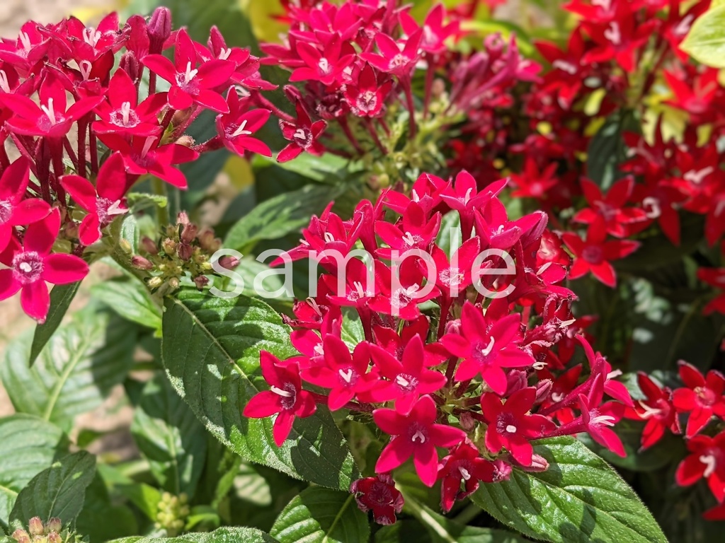 写真素材『濃いピンクのペンタス』