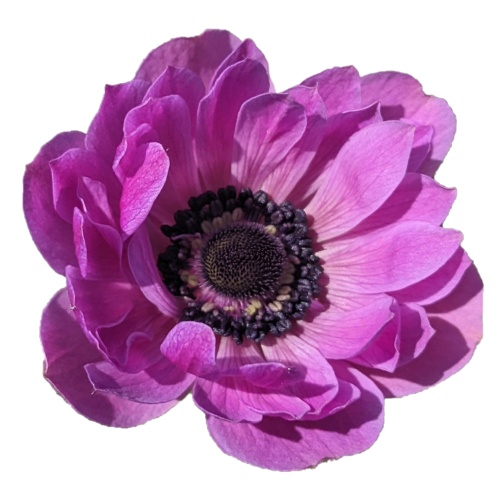 写真素材『アネモネ1(切り抜き)』