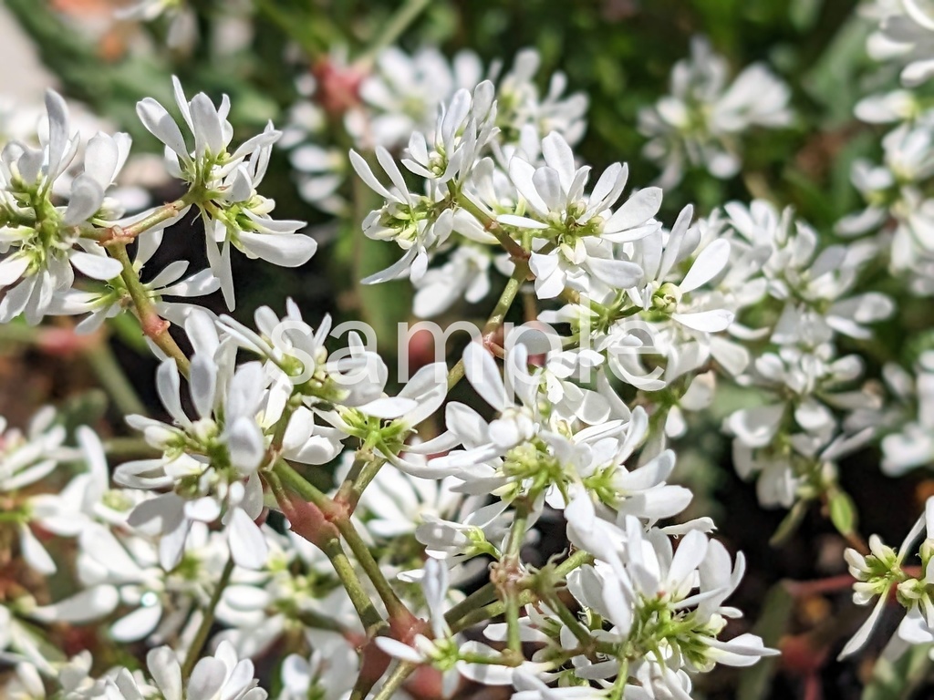 写真素材『ユーフォルビア』