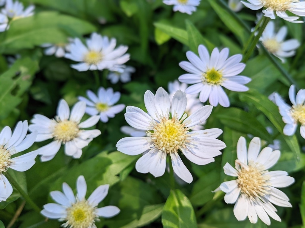 写真素材『白いミヤコワスレ』フルHD対応