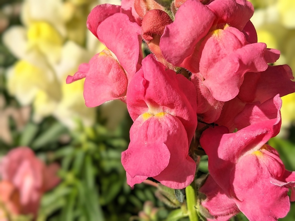 写真素材『濃いピンクのキンギョソウ』フルHD・4K対応