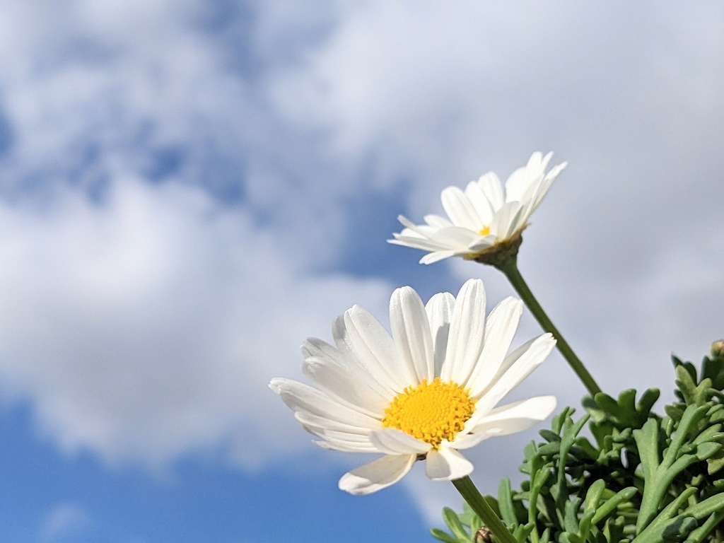 写真素材『空と白いマーガレット』フルHD・4K対応