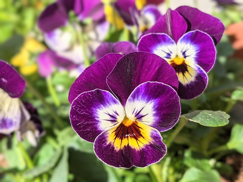 写真素材 紫のビオラ フルhd 4k対応 こはるおとの素材工房 Booth