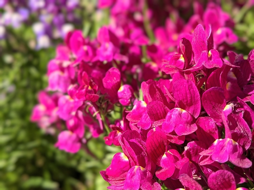 写真素材『紫のリナリア』フルHD・4K対応