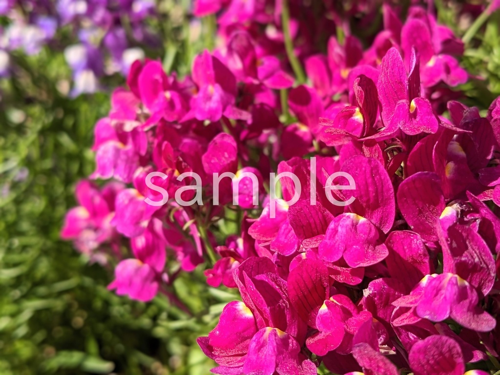 写真素材『紫のリナリア』