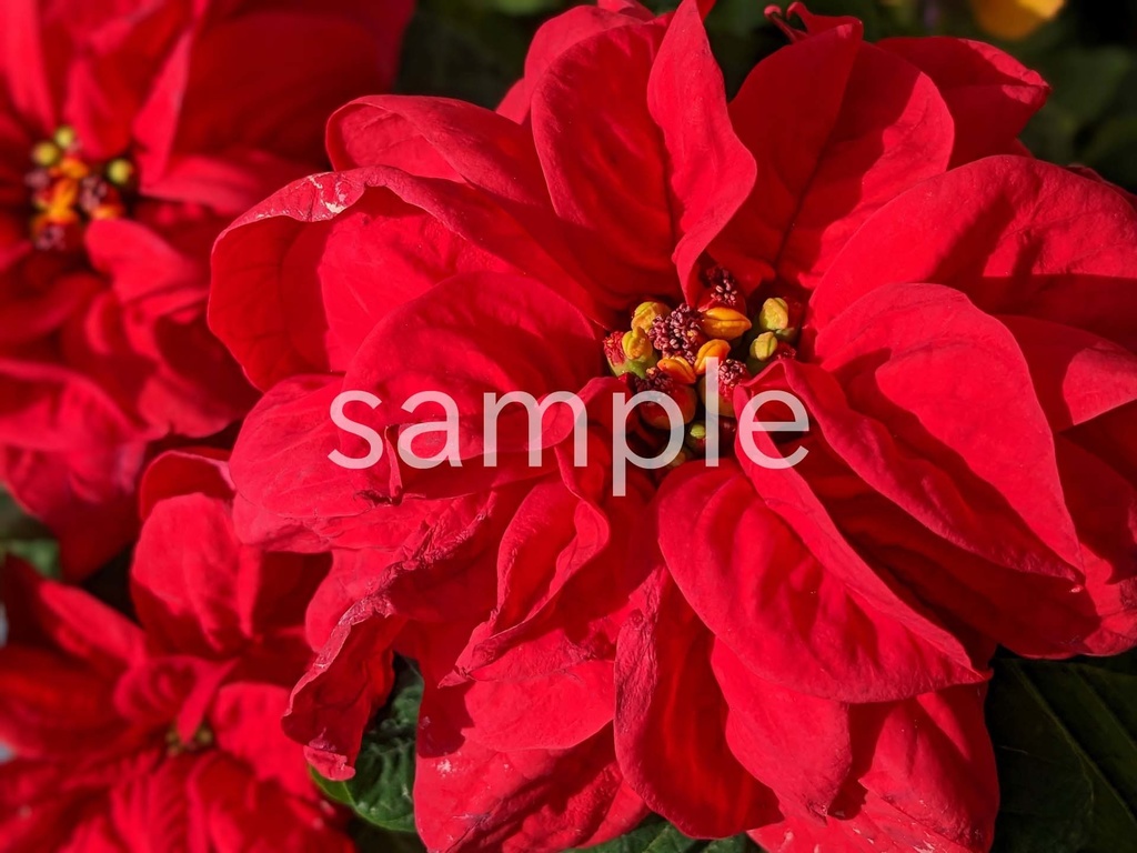 写真素材『赤いポインセチア2』