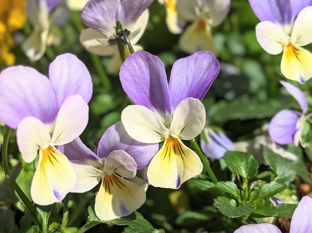 写真素材『クリーム色と薄紫のビオラ』フルHD対応