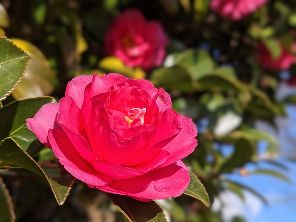 写真素材『ピンクのサザンカ』フルHD・4K対応