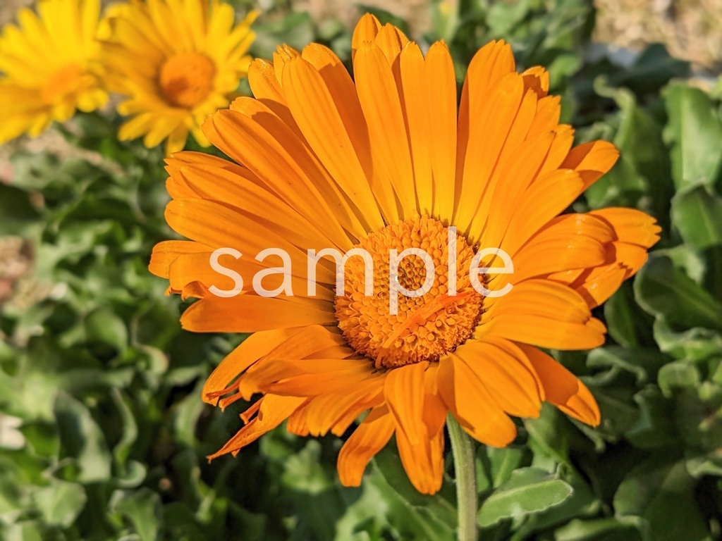 写真素材『オレンジのキンセンカ2』