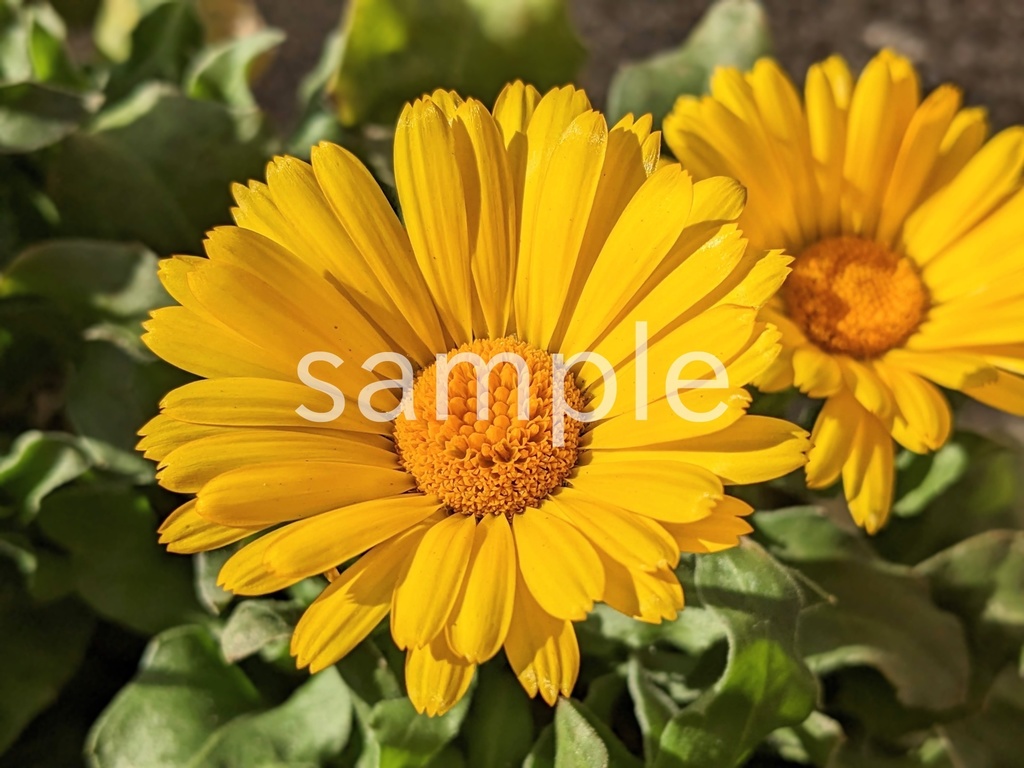 写真素材『黄色のキンセンカ』