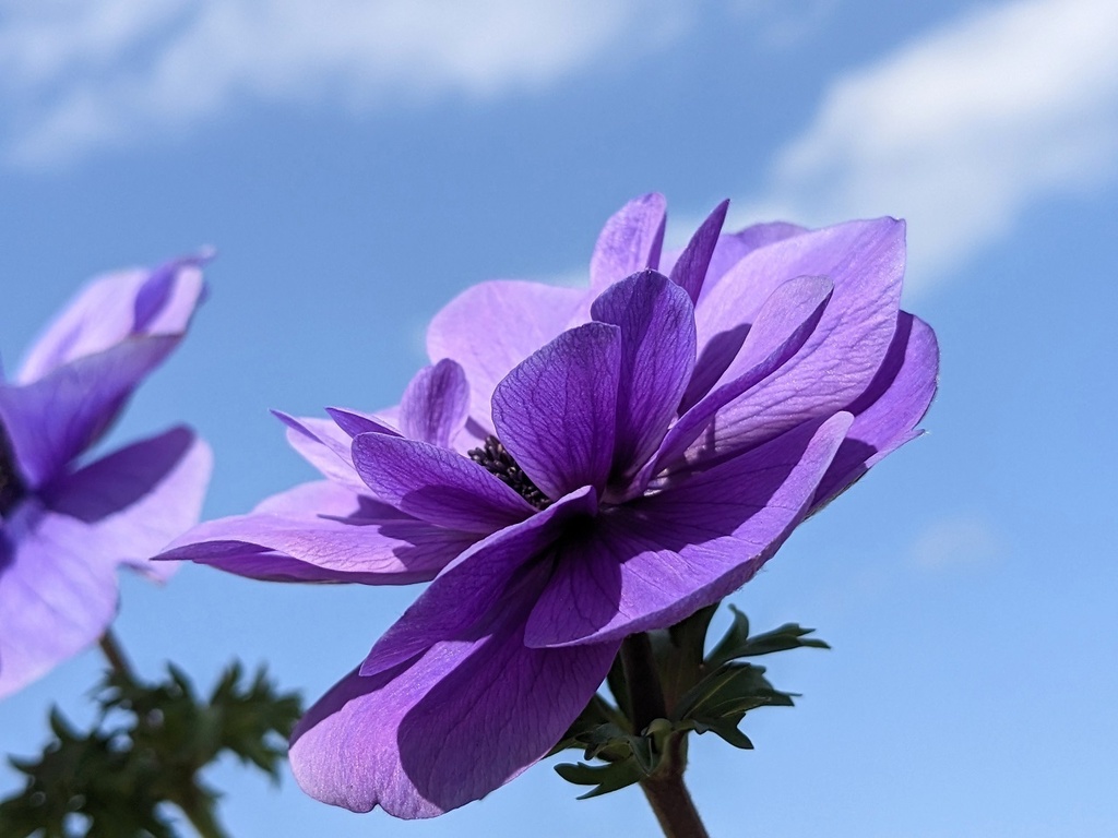 写真素材『空と紫のアネモネ』フルHD・4K対応