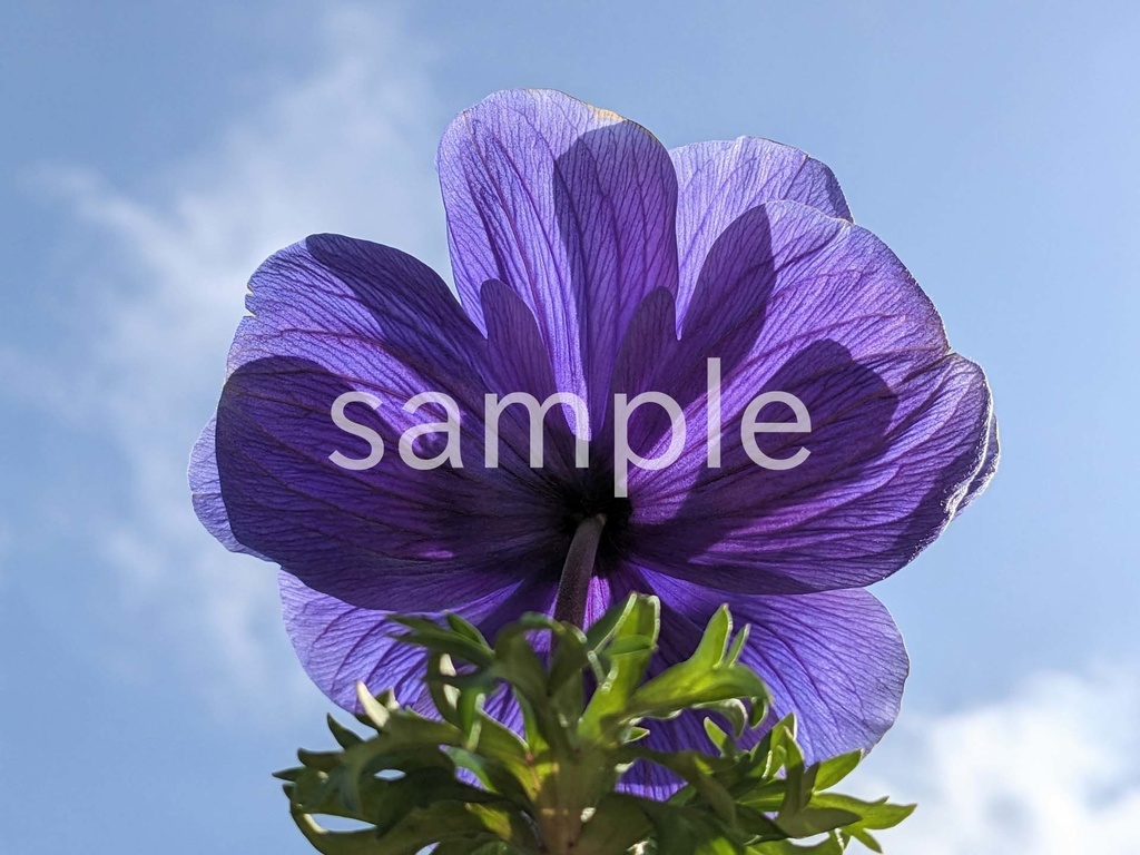 写真素材『空と紫のアネモネ2』