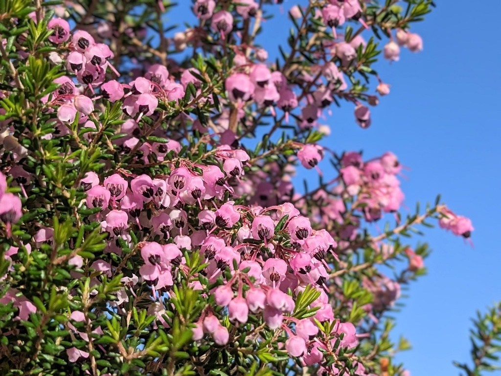 写真素材『ジャノメエリカ』フルHD・4K対応